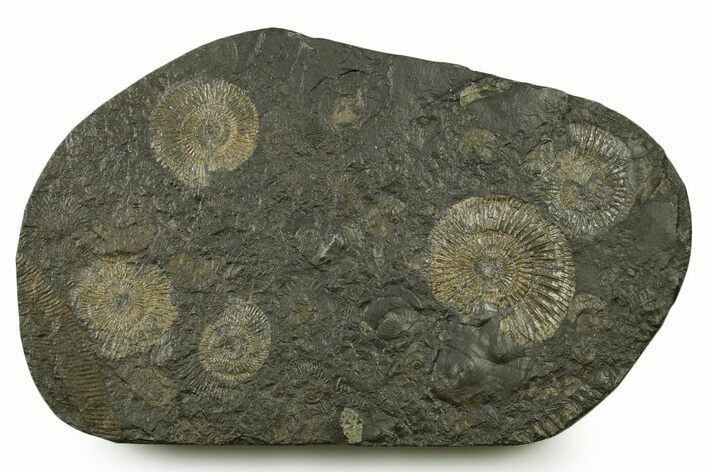 Fossil Ammonite (Dactylioceras) Cluster - Posidonia Shale, Germany #383736